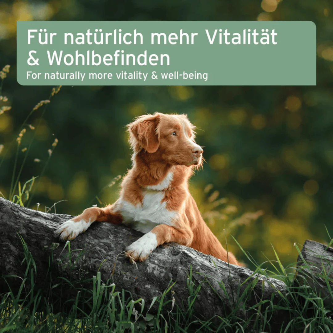 AniForte Cod Liver Oil for Cats & Dogs - Image 5
