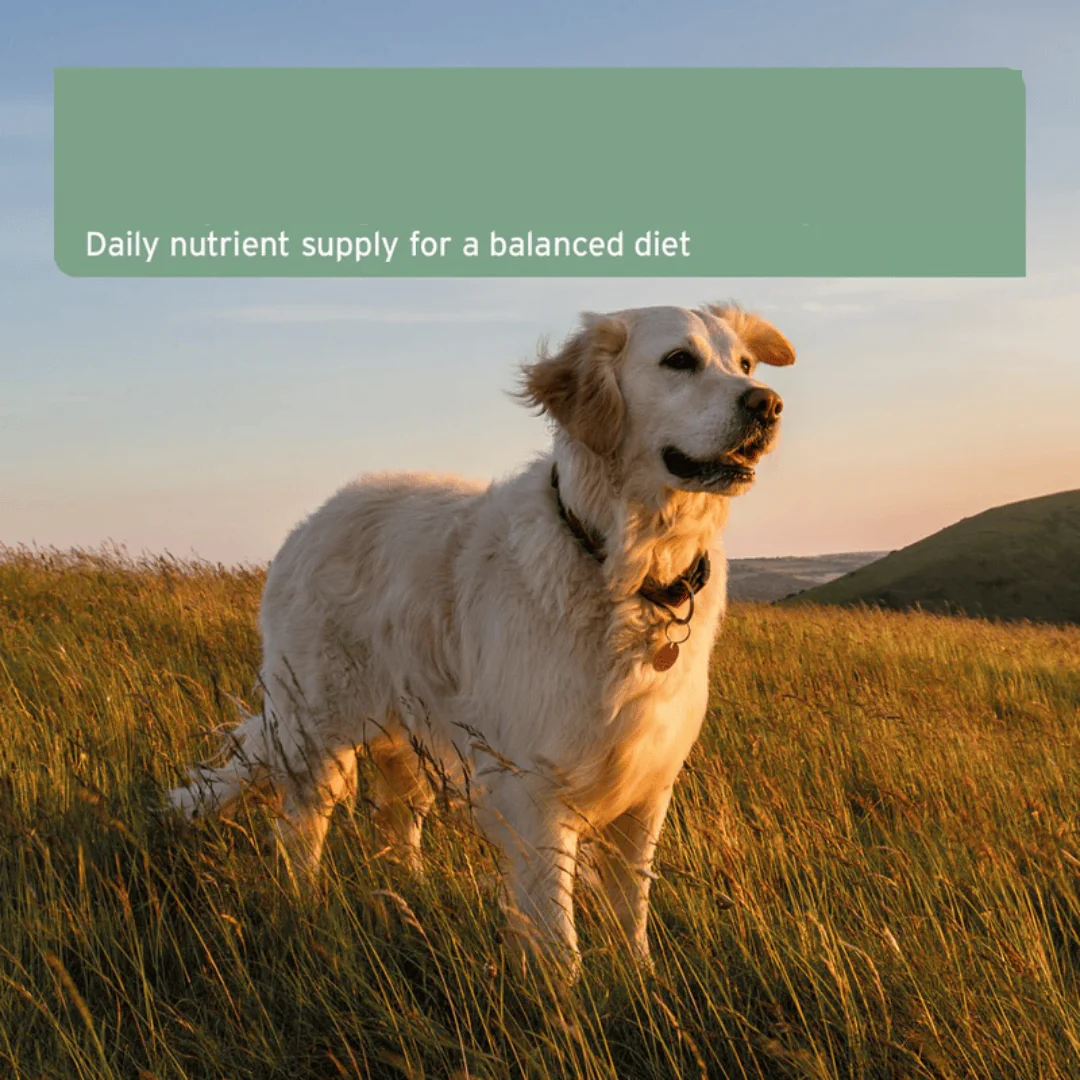 AniForte Organic Hemp Oil for Pets - Image 4