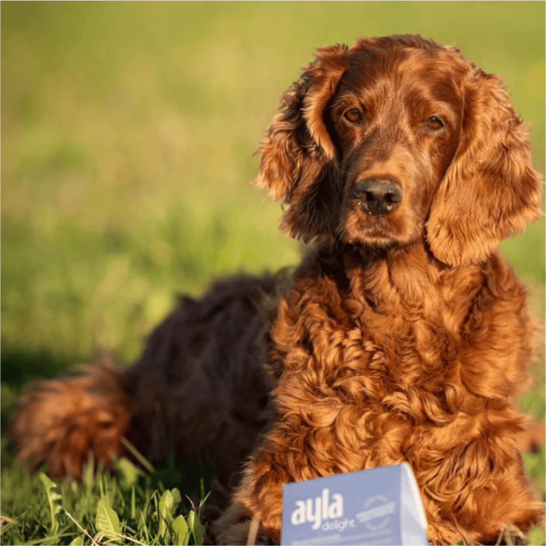 Ayla Delight Turkey Breast Fillet Dog Treats - Image 5
