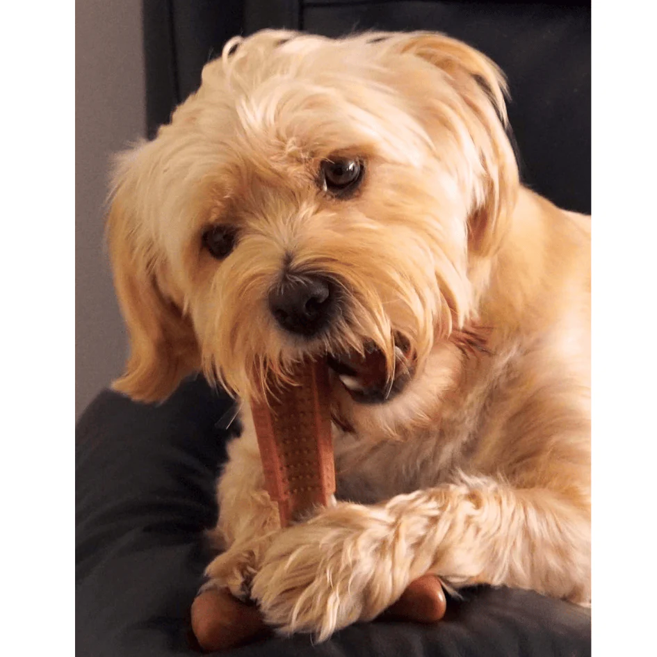 Bamboodles T-Bone Dog Chew - Roast Chicken - Image 5