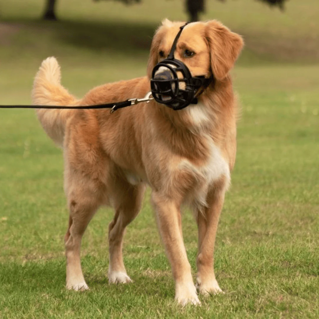 Baskerville Ultra Dog Muzzle - Image 5