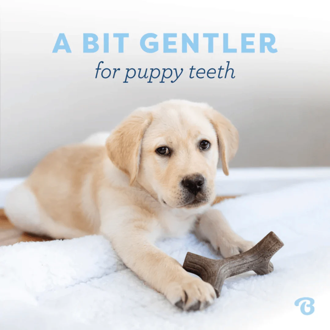 Benebone Maple Wood & Bacon Puppy 2pk - Image 5