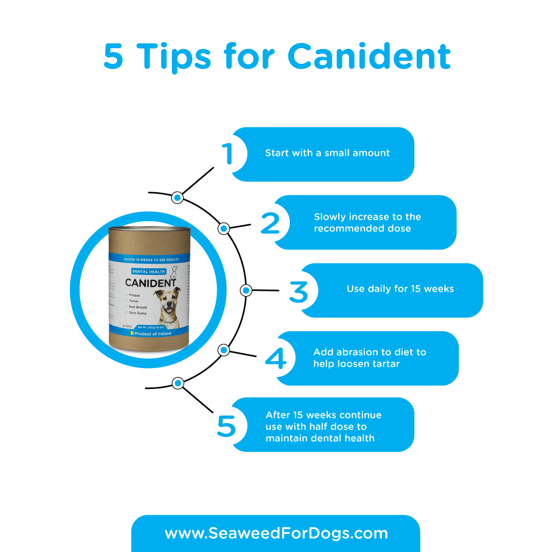 Canident - Image 4