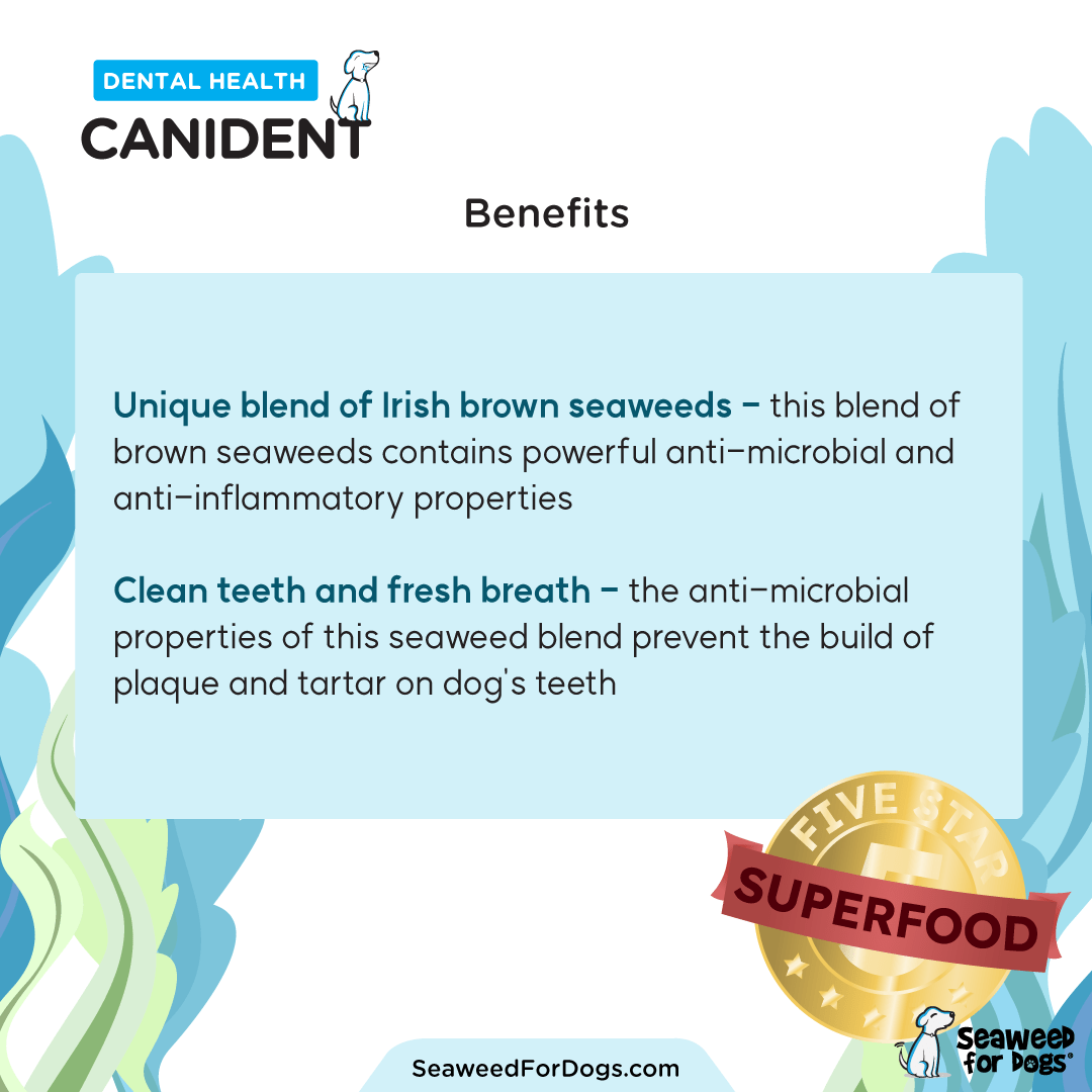 Canident - Image 9