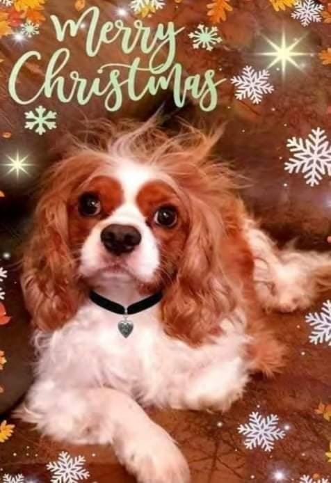 Cara Rescue Dogs Christmas Cards - 10 Pack - Image 3