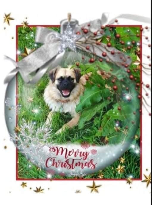 Cara Rescue Dogs Christmas Cards - 10 Pack - Image 4