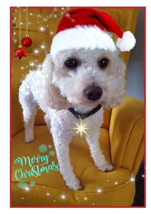Cara Rescue Dogs Christmas Cards - 10 Pack - Image 5