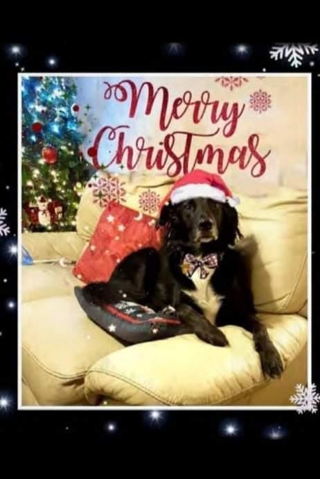 Cara Rescue Dogs Christmas Cards - 10 Pack - Image 7