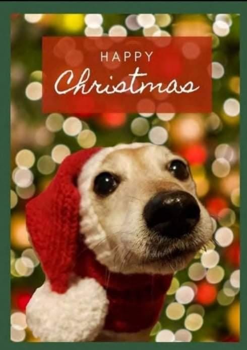 Cara Rescue Dogs Christmas Cards - 10 Pack - Image 9