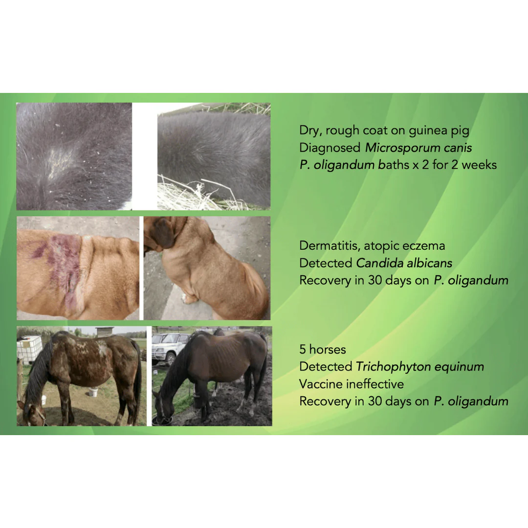 Dogs First Propythium Effervescent Tablets - Natural Yeast Killer - Image 4