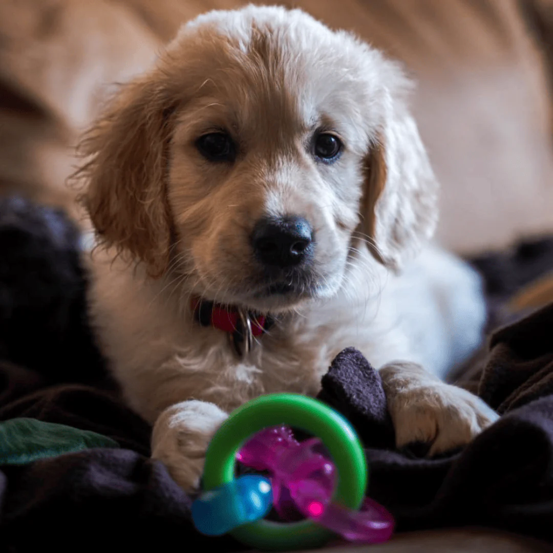 Nylabone Puppy Pacifier Teething Toy - Image 2