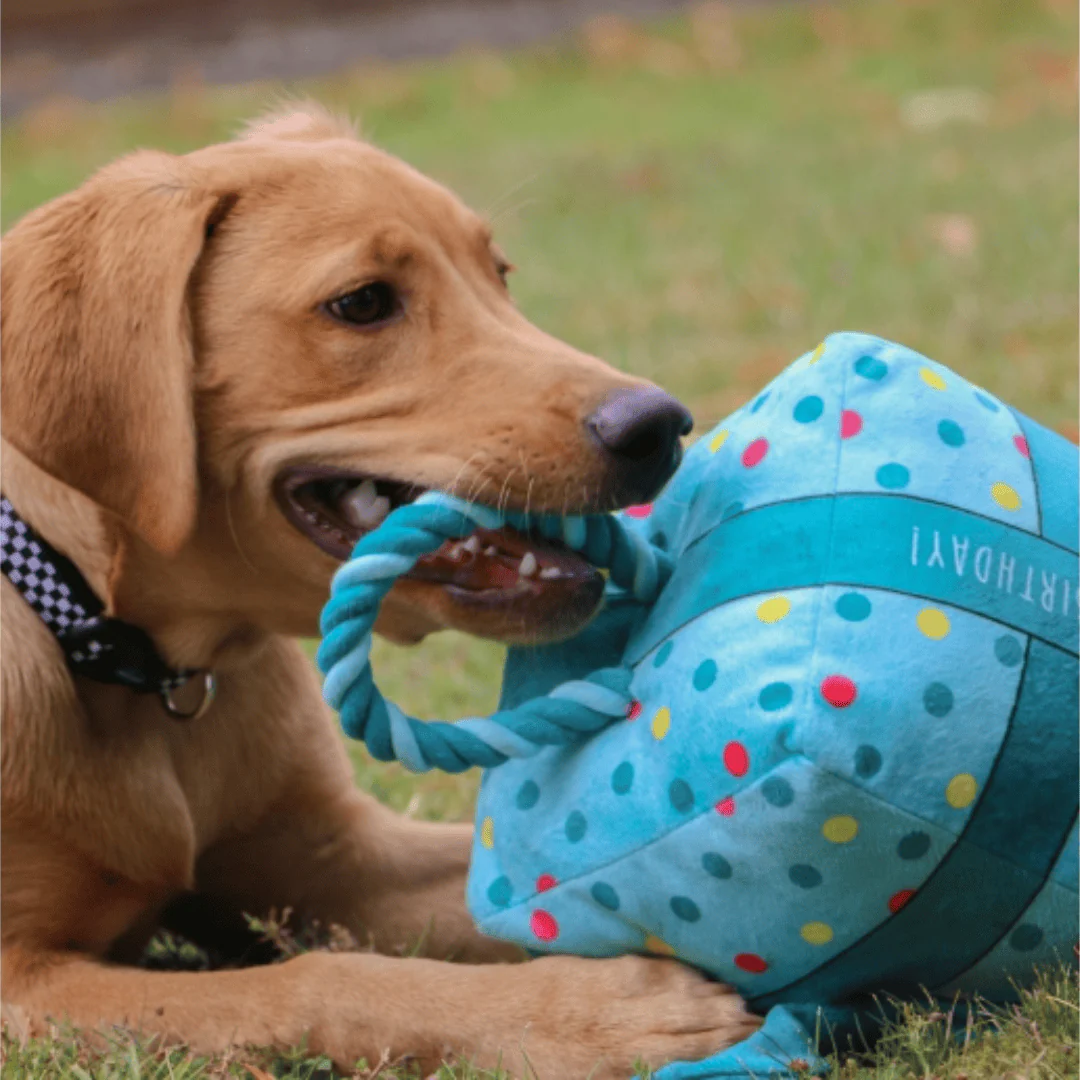 Pawty Time It's My Birthday Present Toy - Image 5
