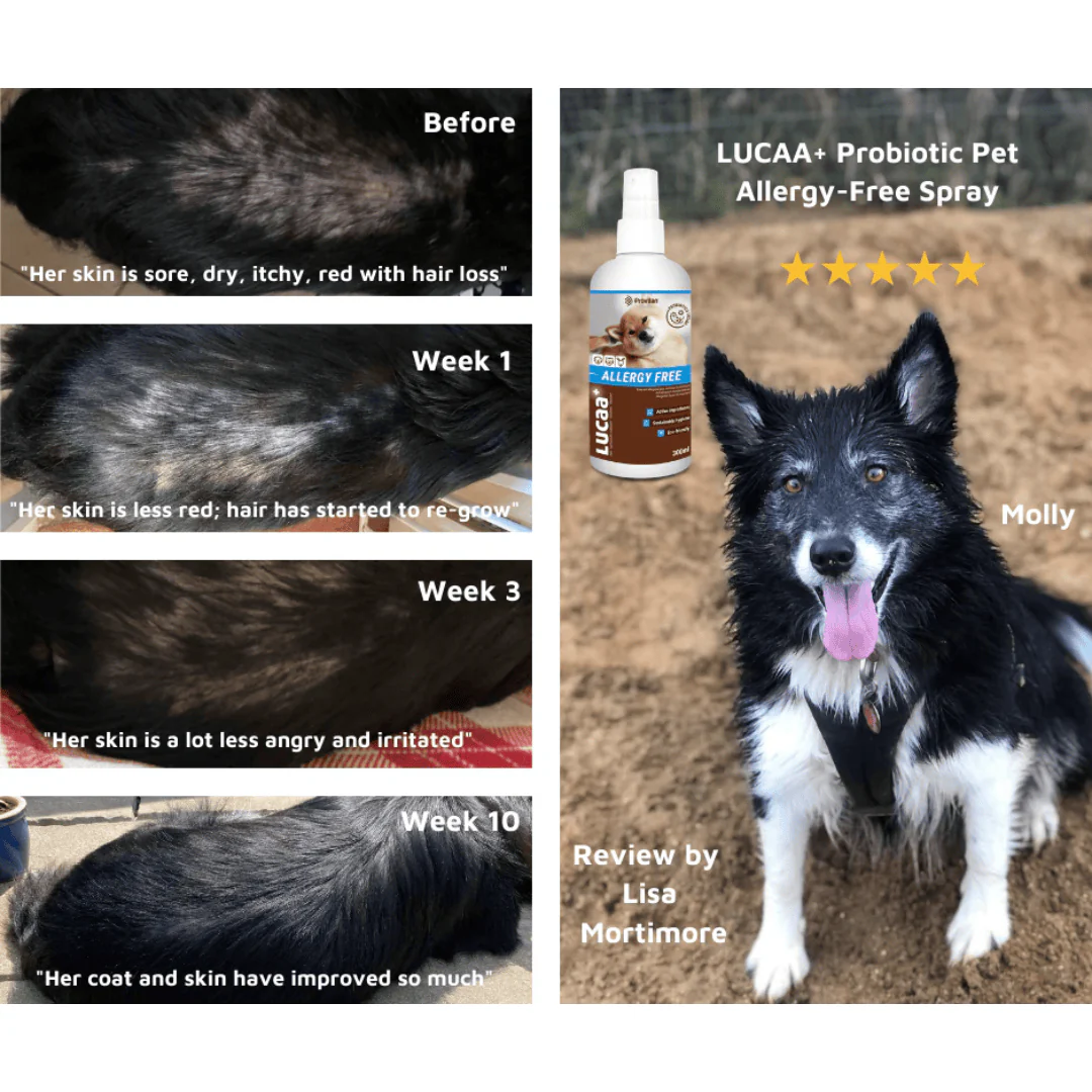 Probiotic Allergen Free Pet Spray | Provilan Lucaa+ - Image 3