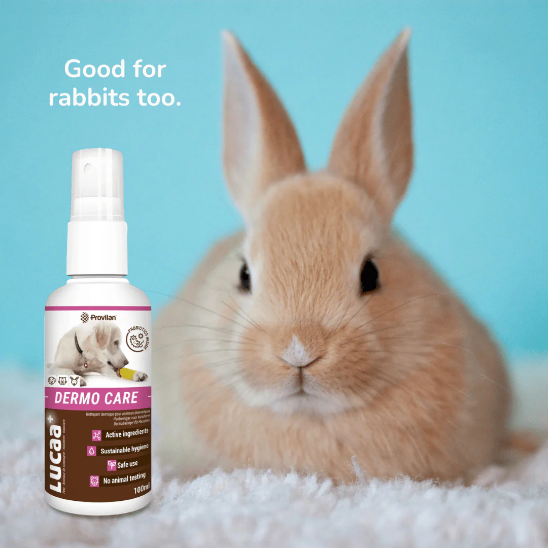 Probiotic Dermo Care Spray for Pets | Provilan Lucaa+ - Image 4