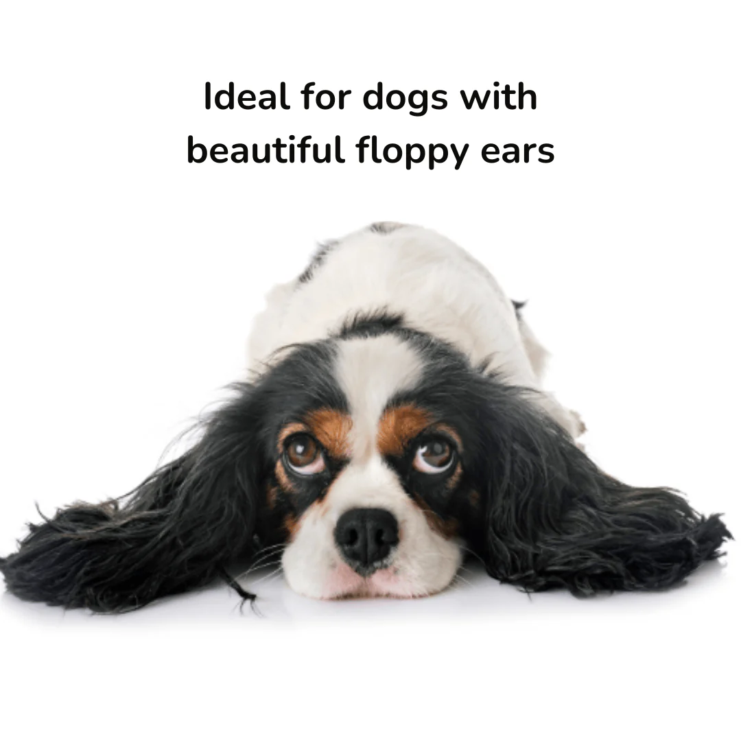 Probiotic Pet Ear Care Spray | Provilan Lucaa+ - Image 2