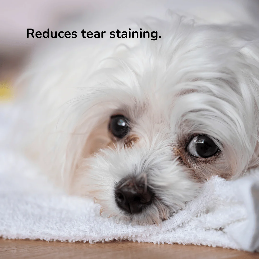 Probiotic Pet Eye Care Spray | Provilan Lucaa+ - Image 4