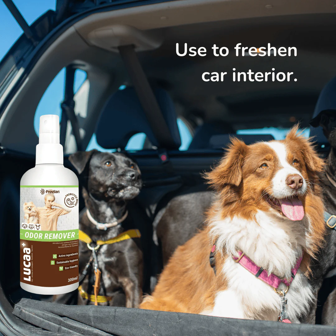Probiotic Pet Odour Remover Spray | Provilan Lucaa+ - Image 6