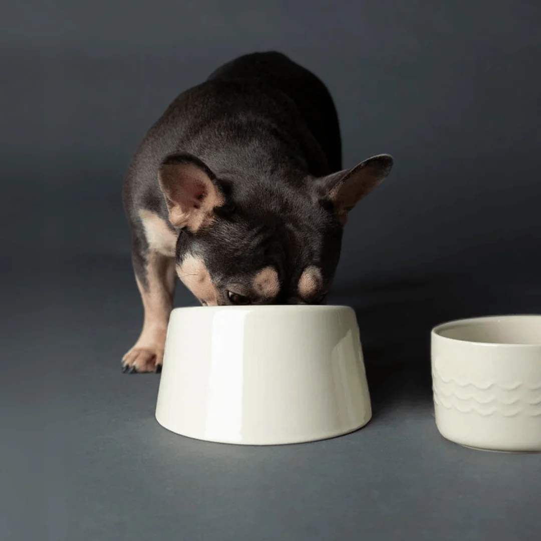 Scruffs Icon Flat Faced Pet Bowl for Brachycephalic Dogs & Cats - Image 3