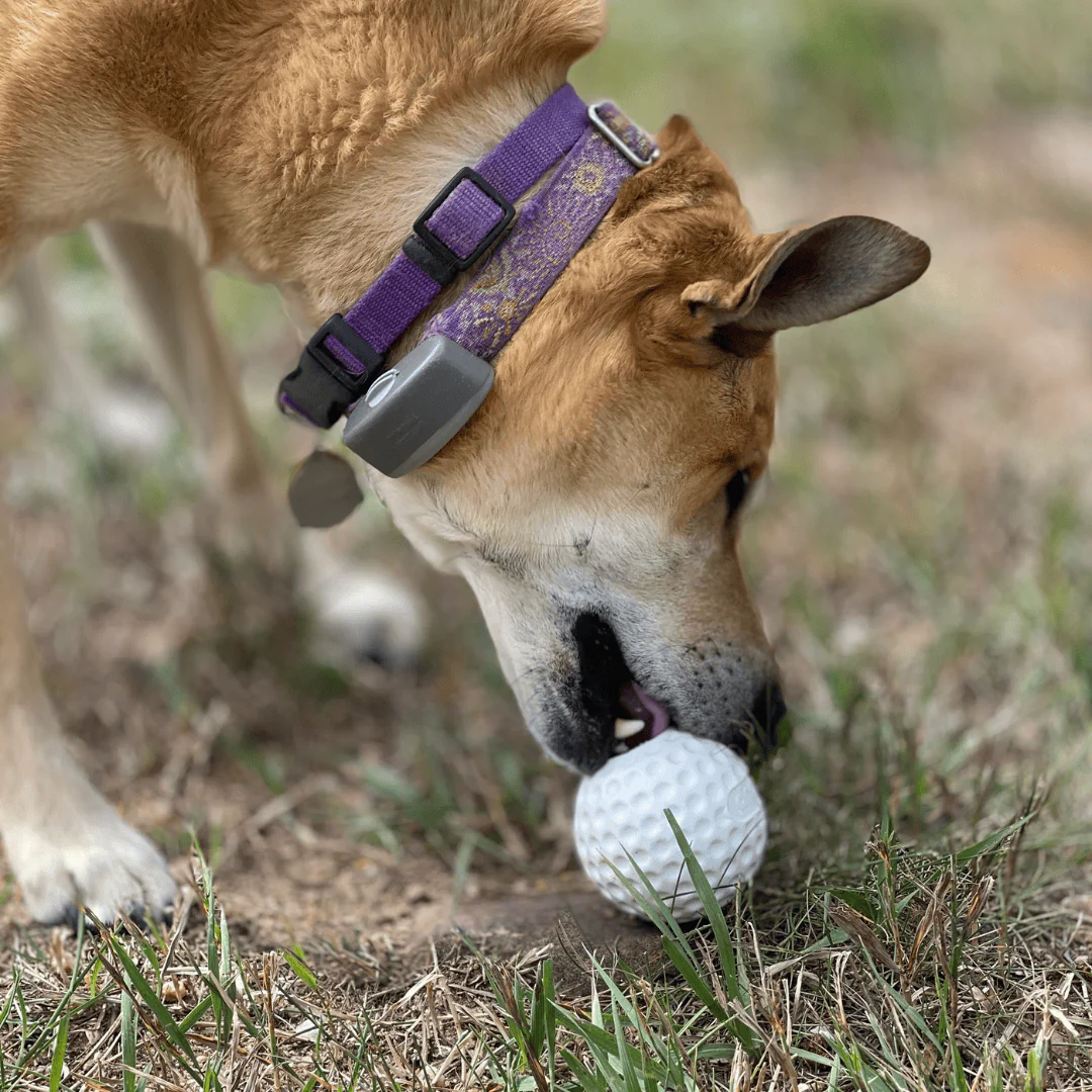 SodaPup Golf Ball Chew & Treat Dispenser - Image 6
