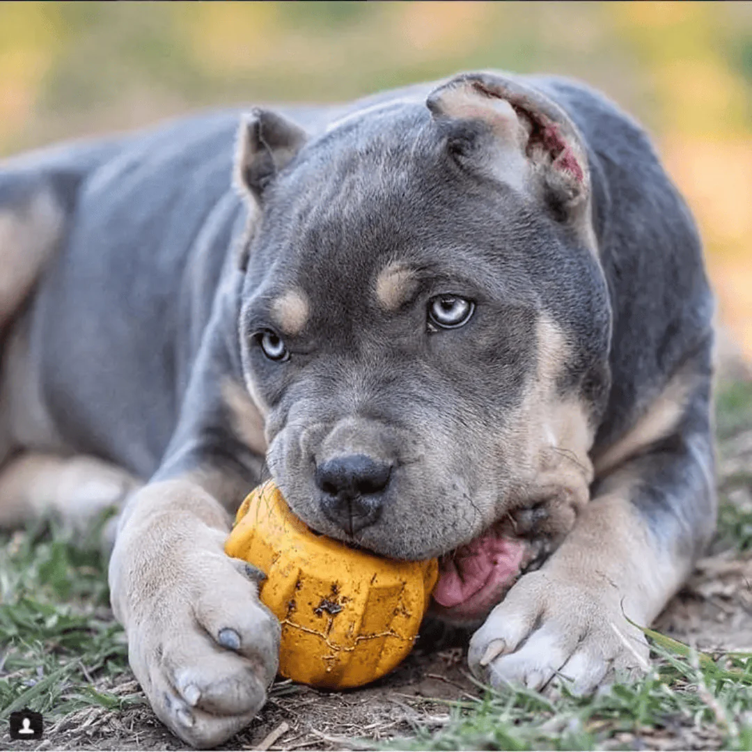 SodaPup Yak Dog Chew Holder - Image 3