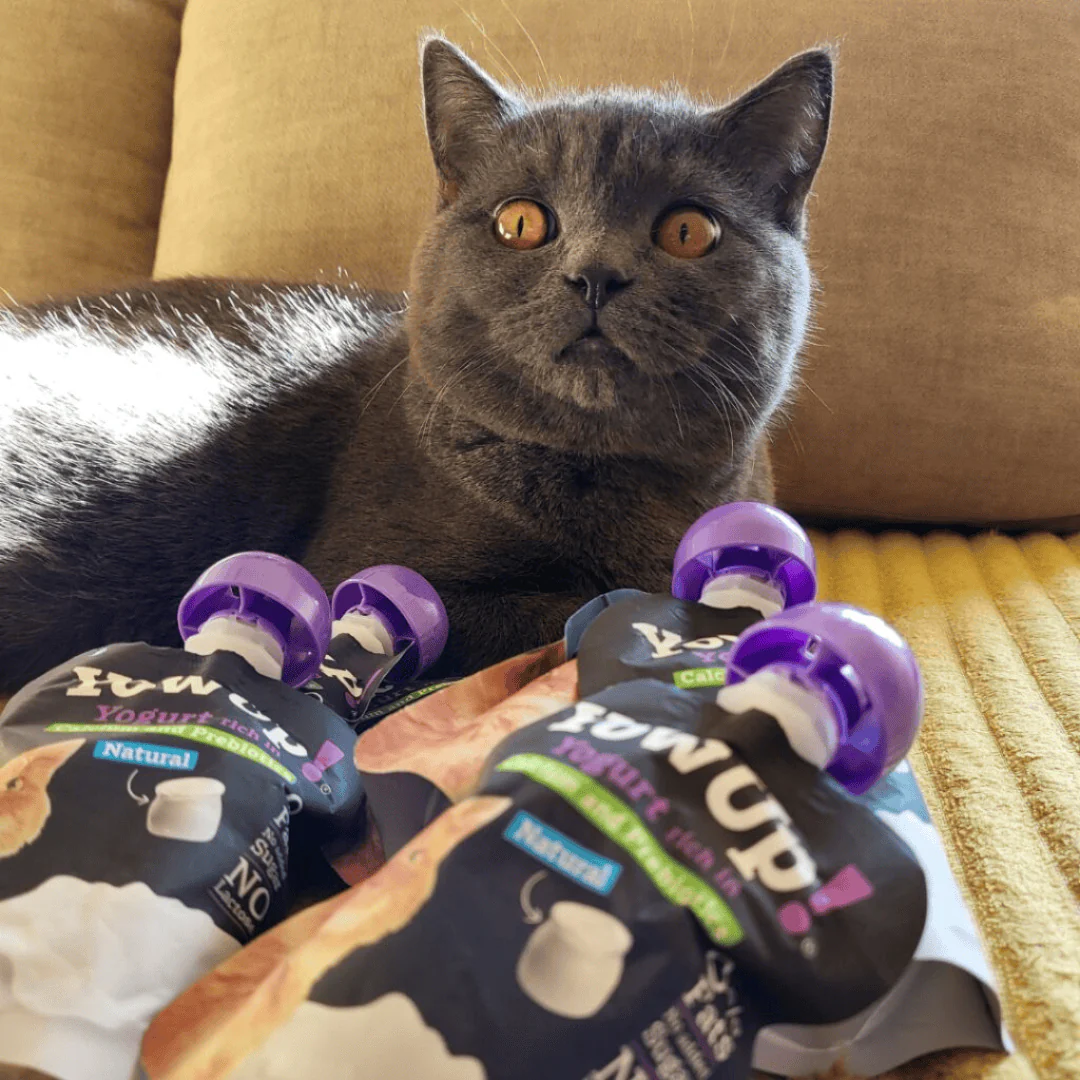 YowUp! Cat Yoghurt - Natural Prebiotics - Image 3
