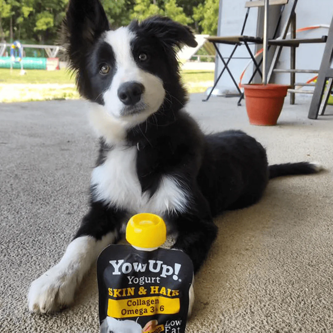 YowUp! Dog Yoghurt - Salmon Skin & Coat - Image 2