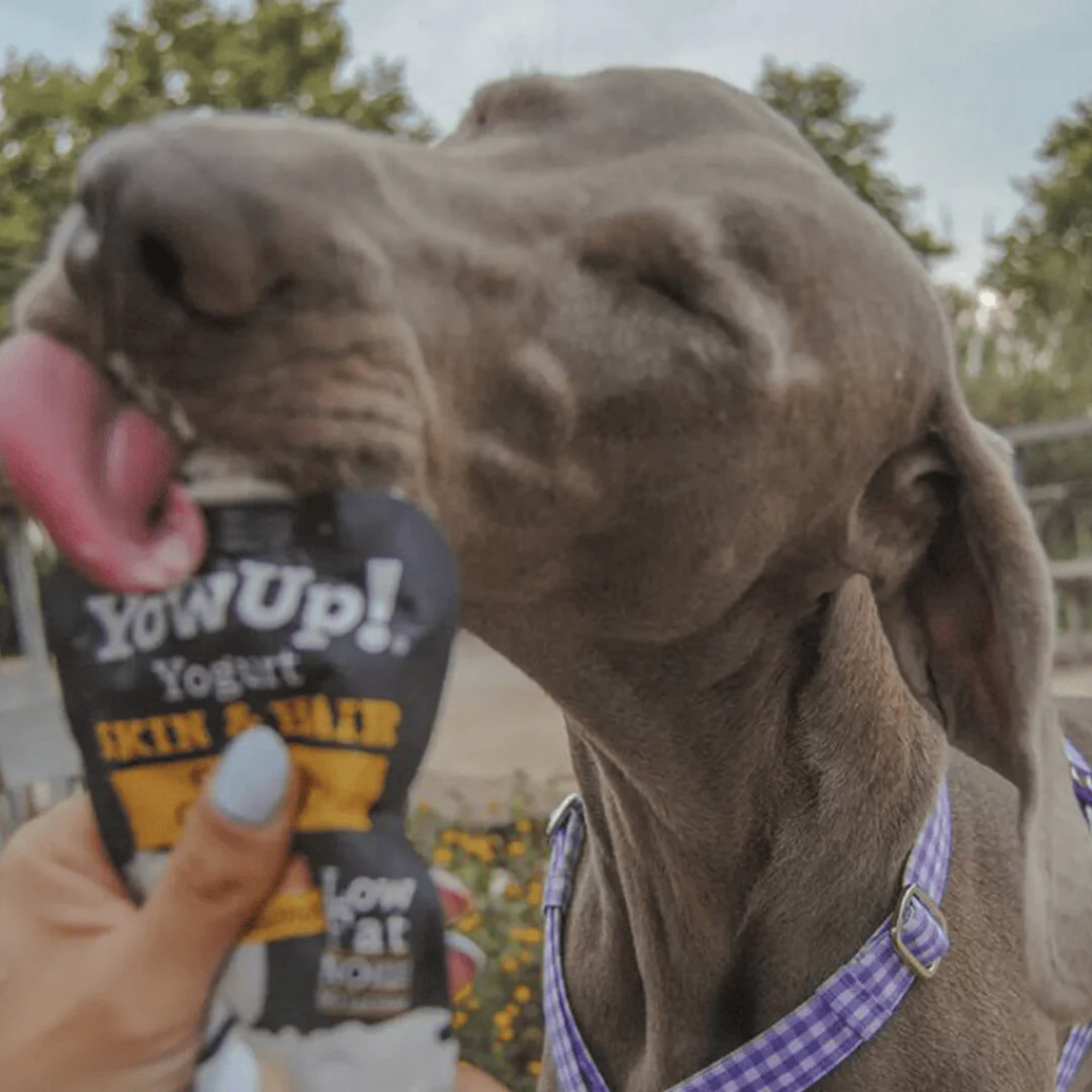 YowUp! Dog Yoghurt - Salmon Skin & Coat - Image 3