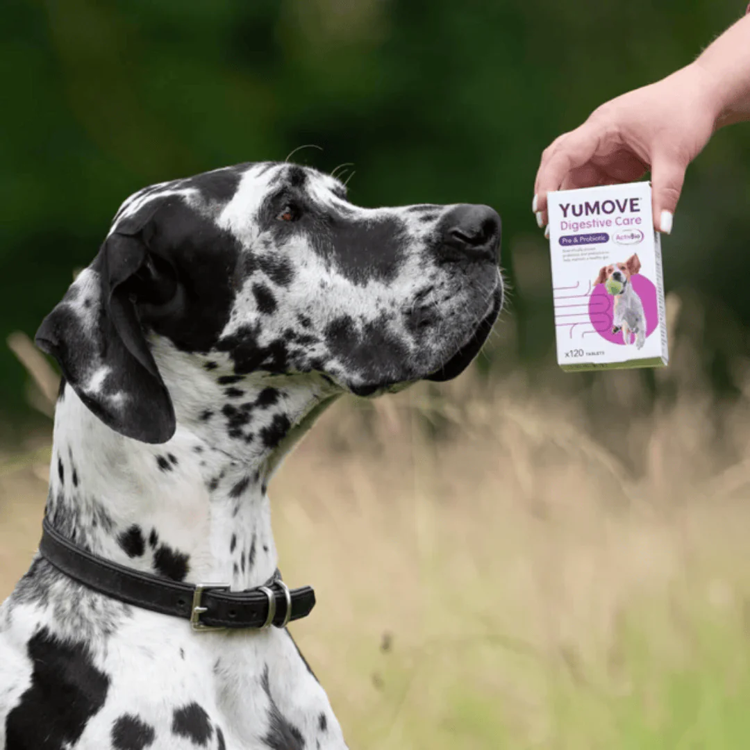 YuMove Digestive Care for Dogs - Image 2